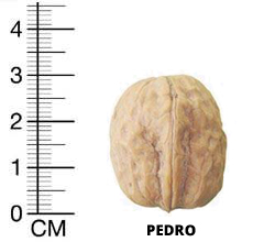 pedro cevizi
