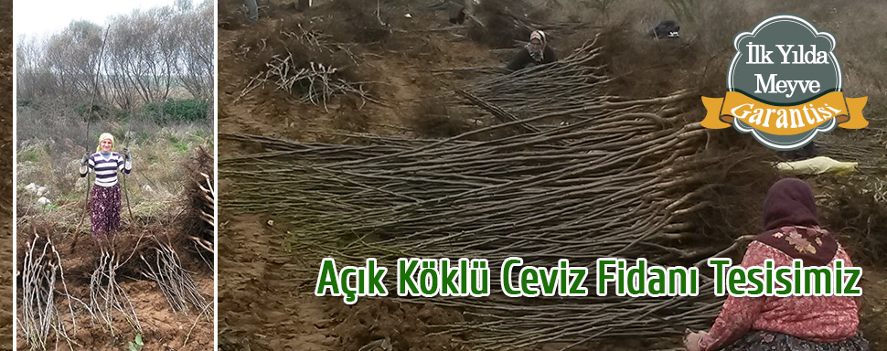 açık köklü ceviz fidanı