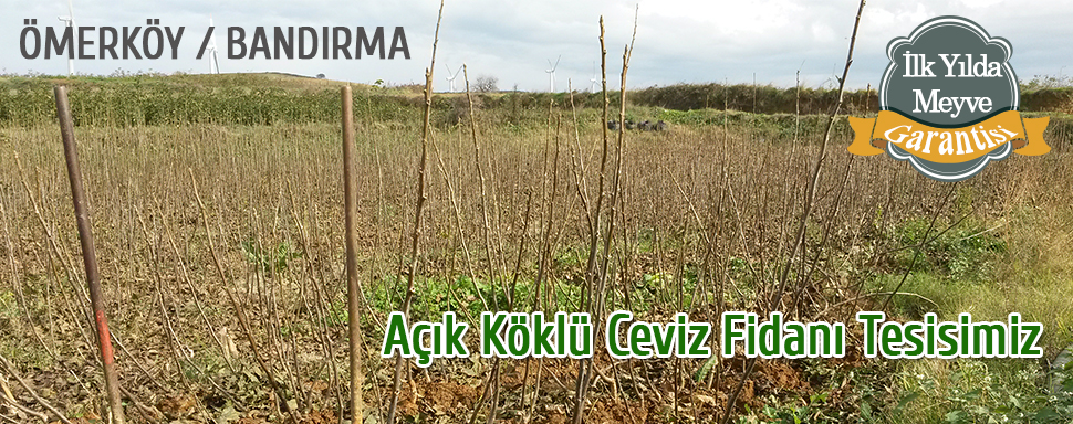 acik koklu ceviz fidani tesis
