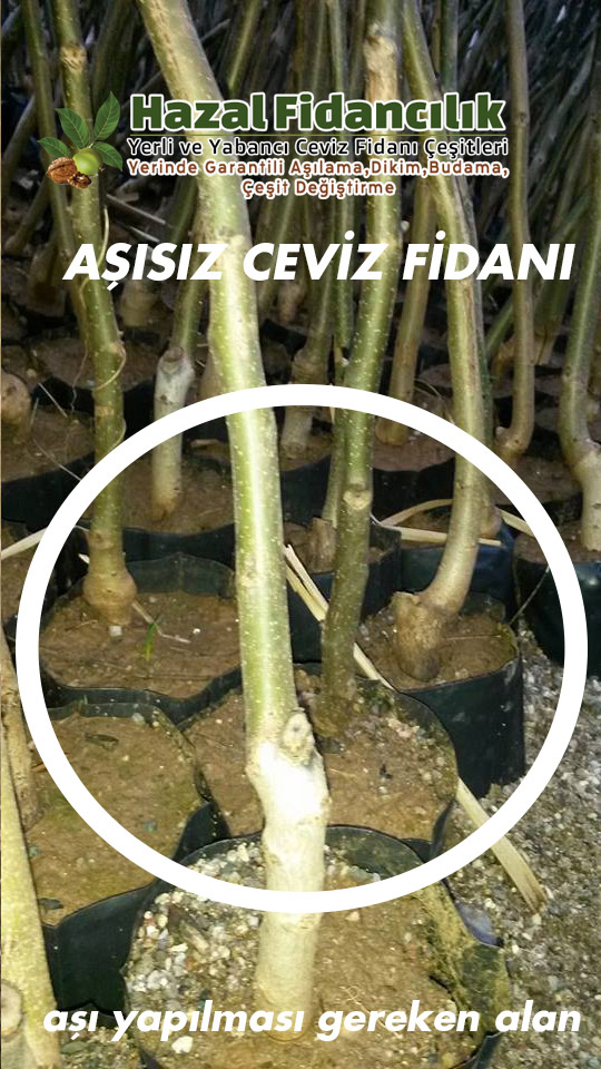 aşısız ceviz fidanı çöğür