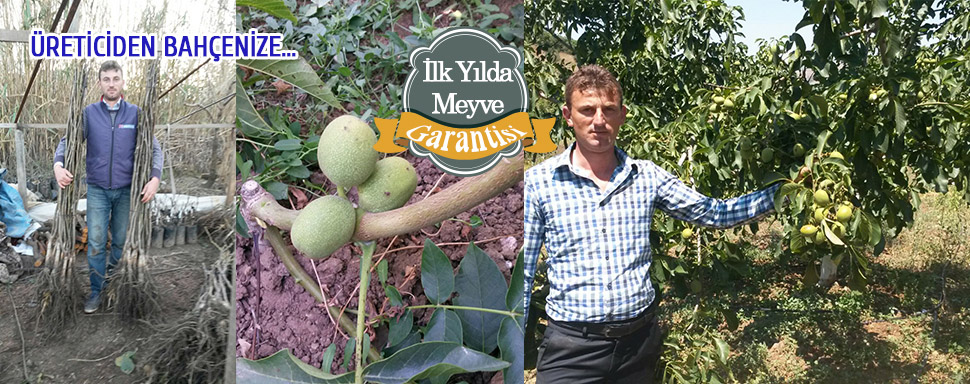 açık köklü ceviz fidanı