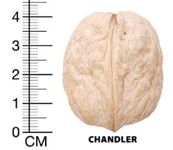 chandler
