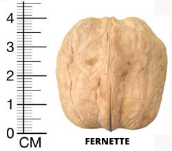 fernette cevizi