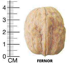 fernor cevizi