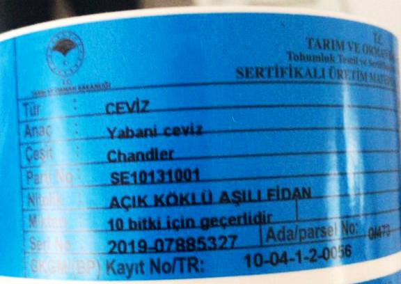 mavi sertifika ceviz